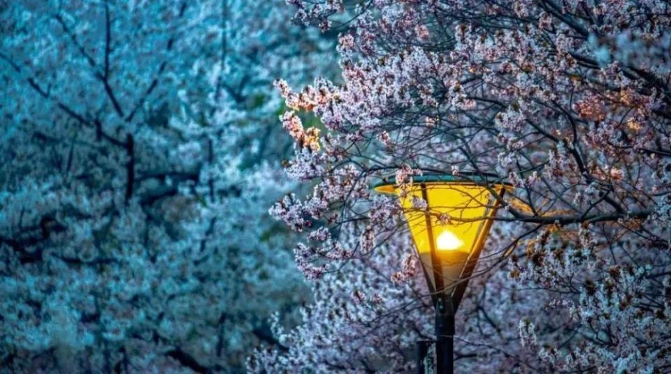 合豢讨登Ы,盘点古人笔下的春夜诗词,值得细细品味!_腾讯新闻