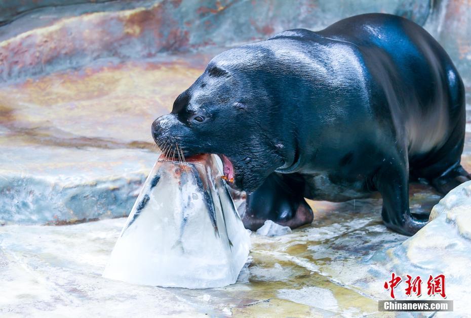 武汉:动物"粽"享端午