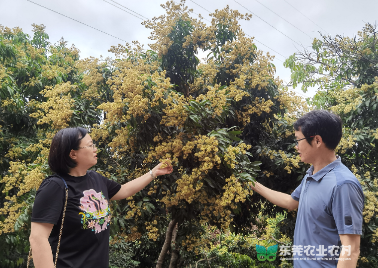 凤岗：荔枝花开正盛，荔农丰收即待_腾讯新闻