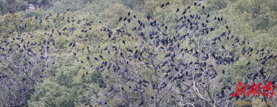 3月3日黄昏,江西省共青城市,秃鼻乌鸦集群迁徙,栖于树林过夜.