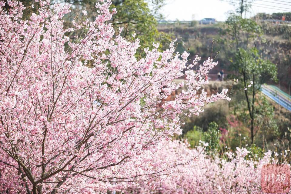 宜宾樱花基地图片