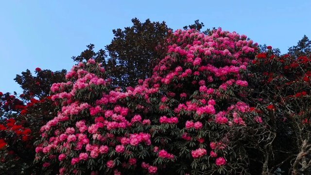美好生活在云南|曲靖富源:马缨花开,尽享浪漫春色