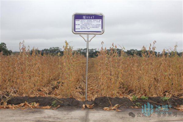 "大豆黑河43"入选农业农村部2024年农业主导品种