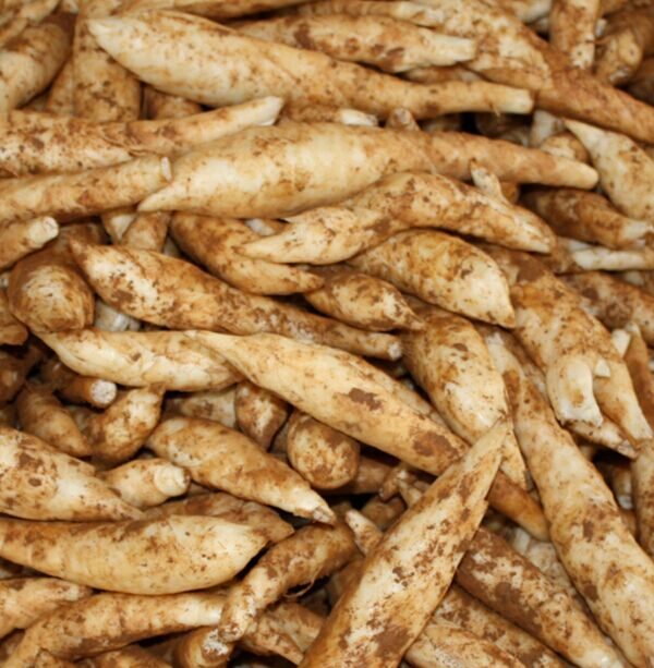 恩平土特产丨大槐细米薯