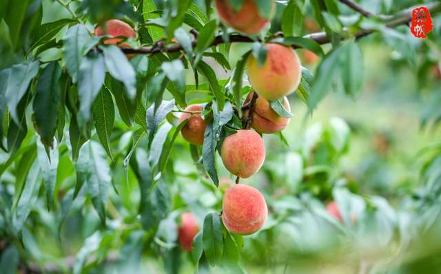 重庆潼南桃花山的桃子熟啦,仅需5元,就可以轻松实现黄桃自由
