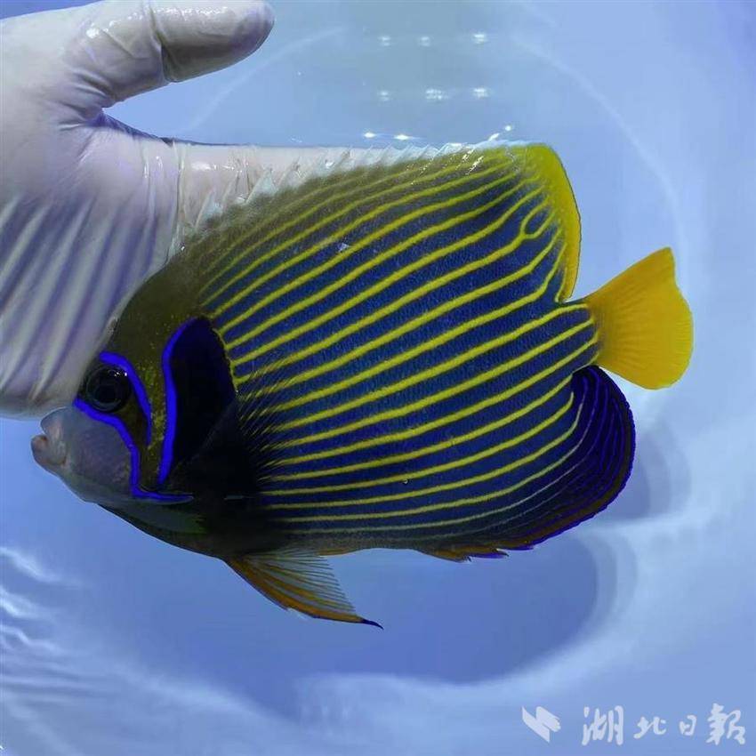 这些进口鱼种类均在海关部署允许进境水生动物国家或地区及品种名单