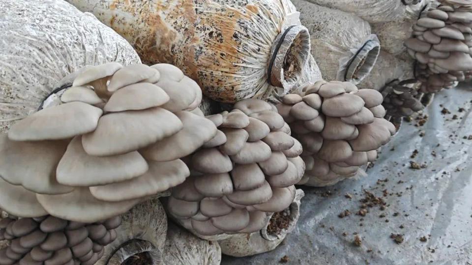 桦川:平菇迎丰收  撑起"致富伞"