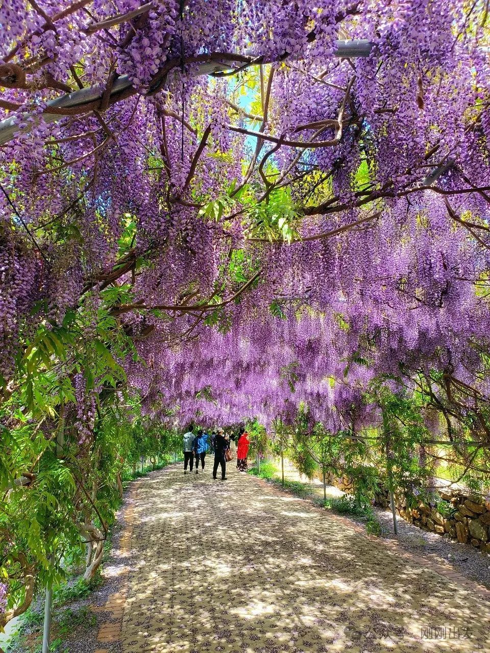 上学时课本里的《紫藤萝瀑布》给人留下深刻印象,只有亲自看一看,才能