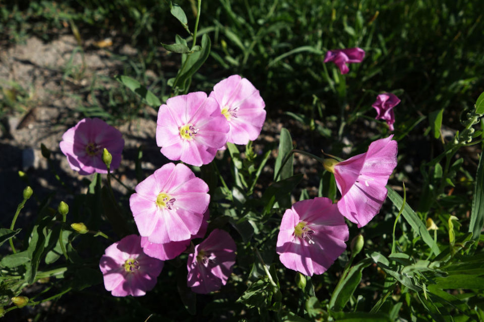鼓子| 本草物色_腾讯新闻