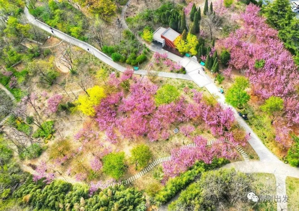 大连樱花观赏地,接下来就去这10个地方赏花