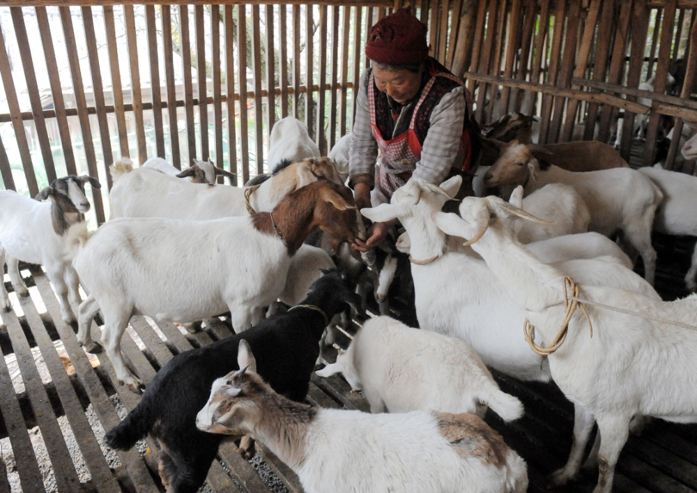 再添"国字号" 四川北川白山羊肉入选全国名特优新农产品名录