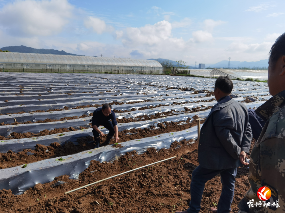 花垣镇:人勤春来早 烟叶移栽忙_腾讯新闻