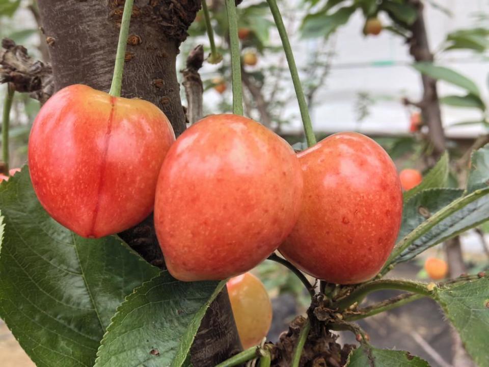 北方大樱桃在韶关始兴种植成功,已进入成熟期