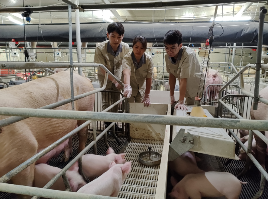 记者实探牧原养殖场:一线养猪月薪为何能超3万元