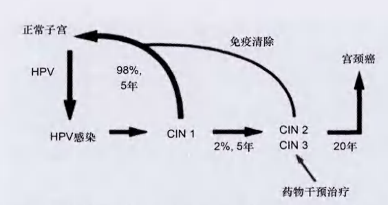 HPV疫苗盯上男人了