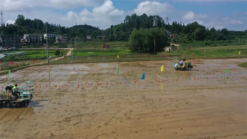 茅坡村村民向志新说:"机插秧又省力又省时间,一台机器相当于我们20