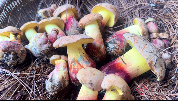 玉溪市易门县第一波野生食用菌"闪亮登场"