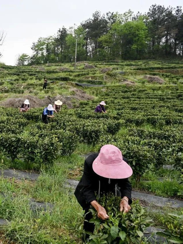 "上春山·品春茗" 息烽县石硐镇举行采茶节活动_腾讯新闻