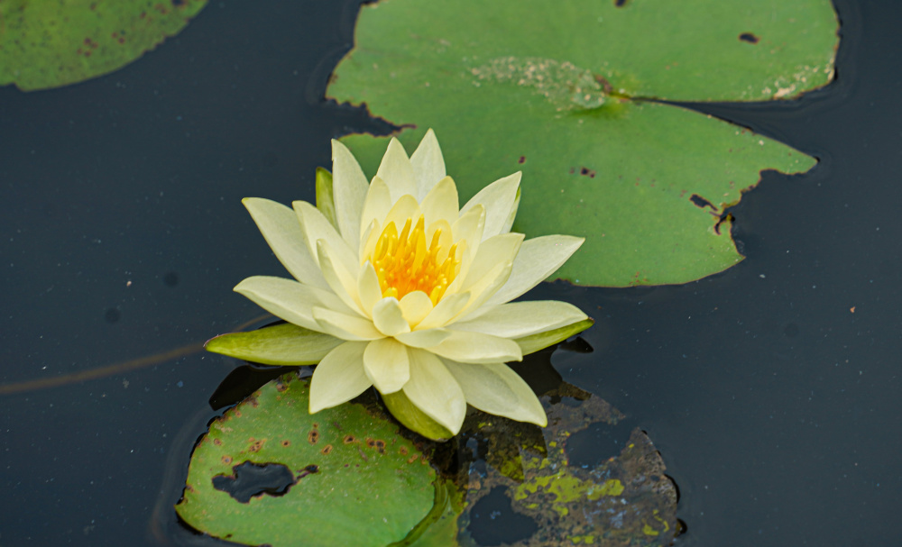 图集|绿野仙踪,一池睡莲盛开