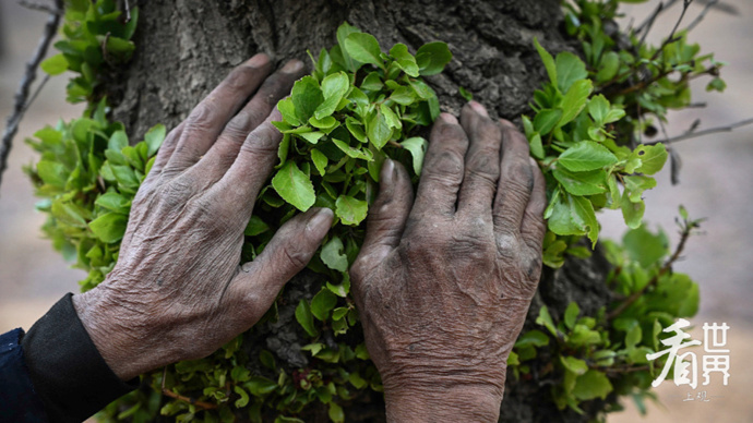他们默默坚守沙漠前沿,用双手和汗水筑起绿色长城,将荒漠变为生机之地