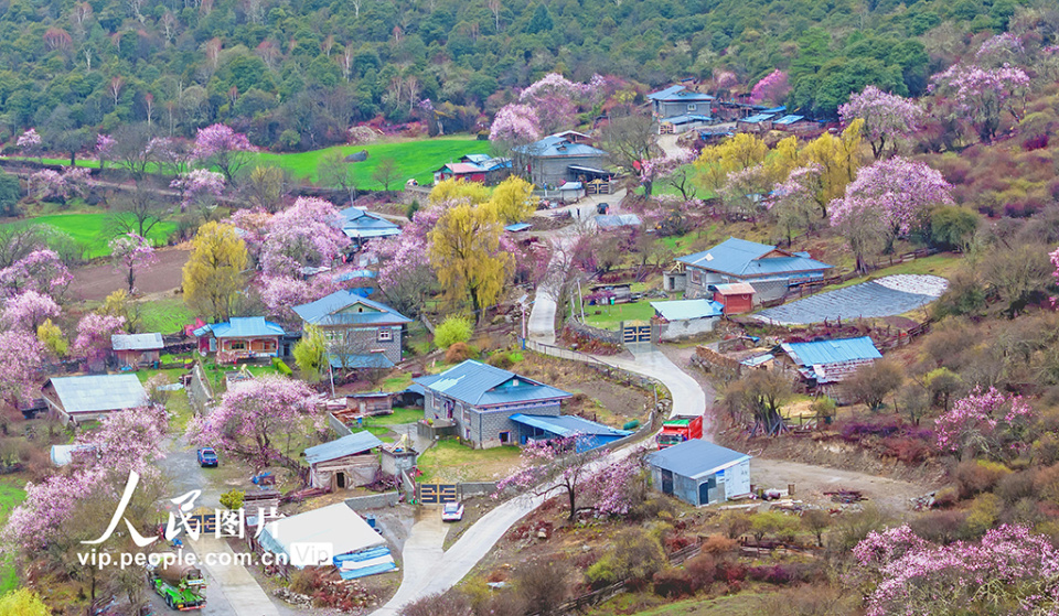 西藏波密:桃花沟里美如画