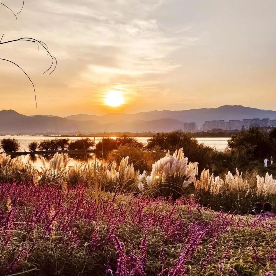 荻花,芦苇,狗尾巴草……来草海隧道湿地公园 奔赴浪漫生活