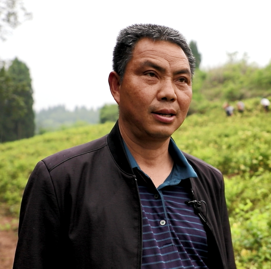 "李开德告诉记者,金银花产业是村集体经济,是2021年从重庆荣昌的一家