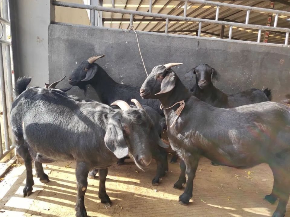 堵格镇:黑山羊养殖助力乡村振兴