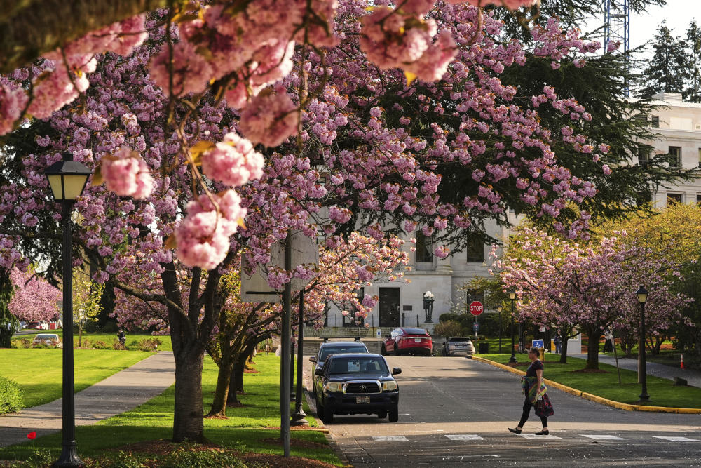 这是4月18日在美国华盛顿拍摄的樱花树