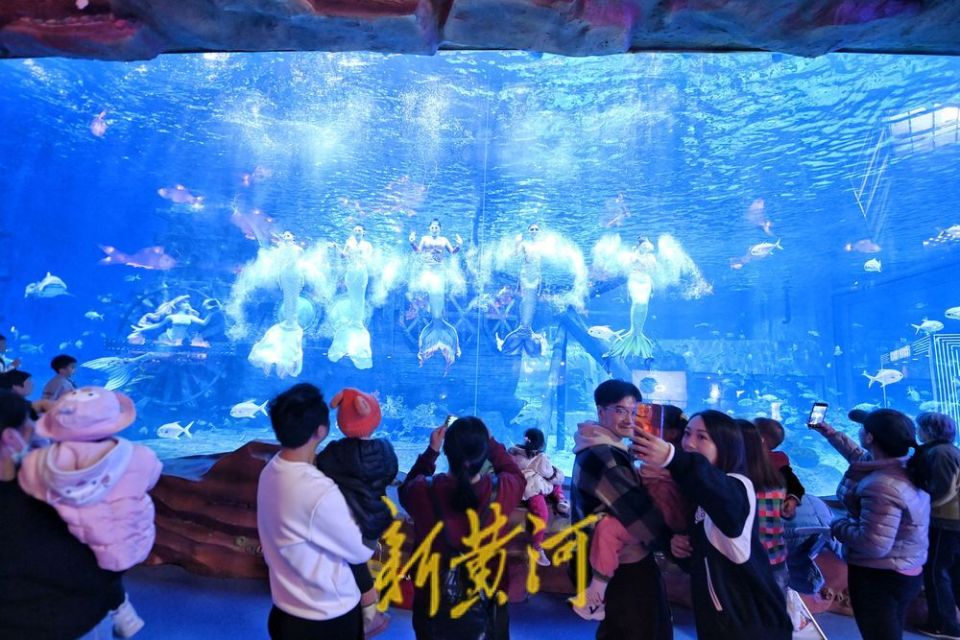 春光正好济南融创海世界美人鱼表演吸引游客镜相