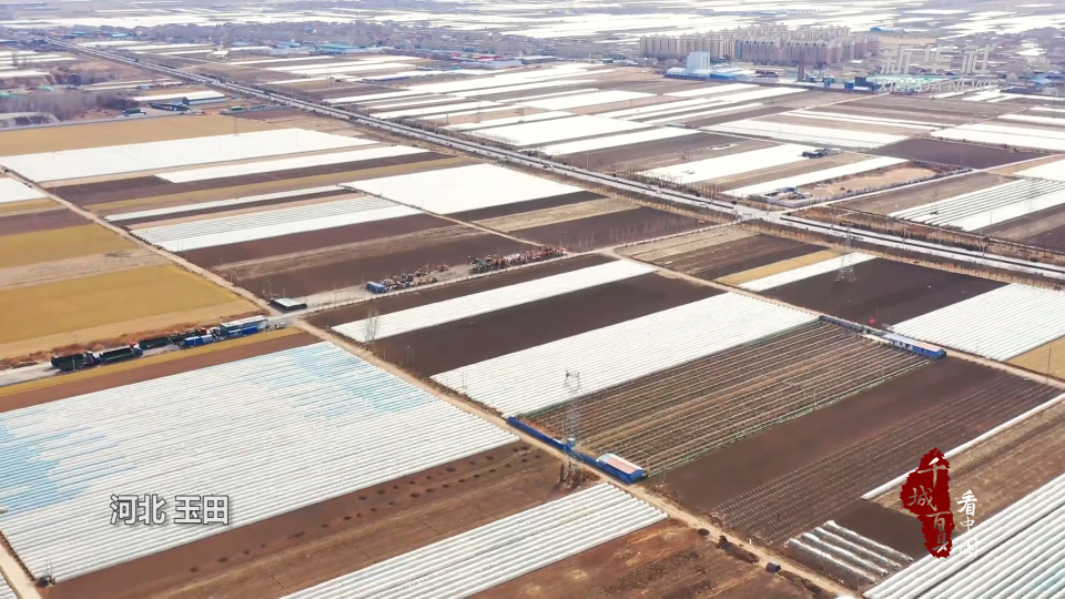 千城百县看中国丨河北玉田春耕时节薯地忙