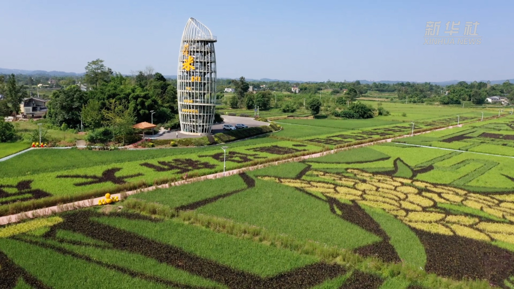 大足区拾万镇长虹村的隆平五彩田园迎来秋收季,这里的300亩艺术稻田以