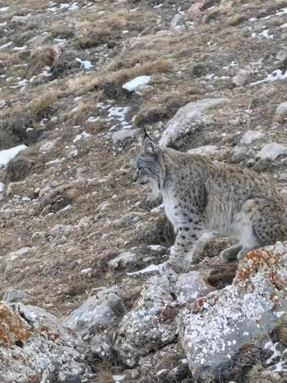 村民义宝在冬格措纳湖附近放牧时,发现一只国家二级保护野生动物猞猁