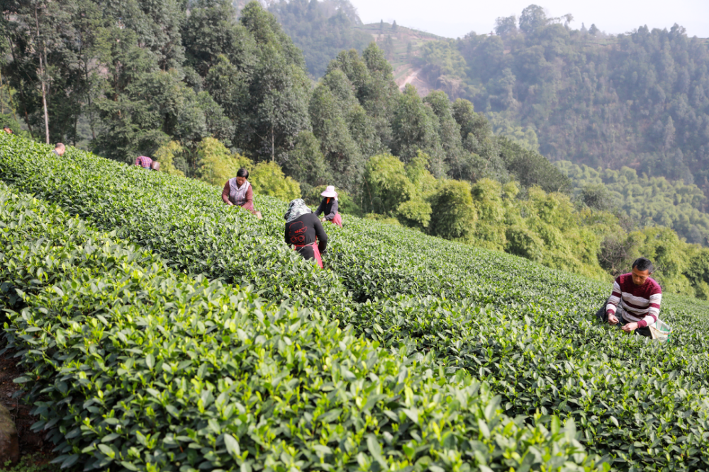"峨眉山茶"品牌焕新发布