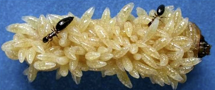 害虫危害大以虫治虫的特工队来了