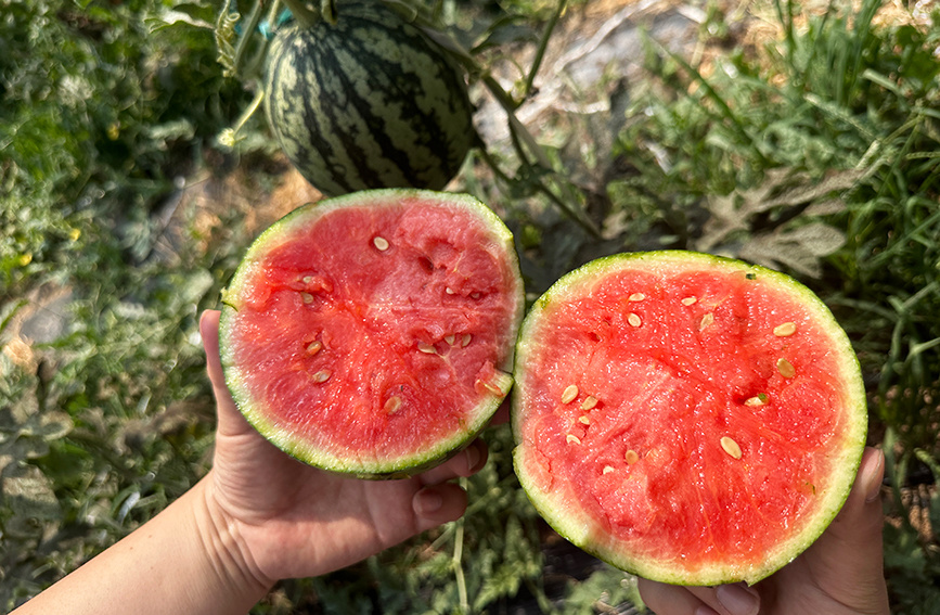 天津静海台头西瓜喜获丰收