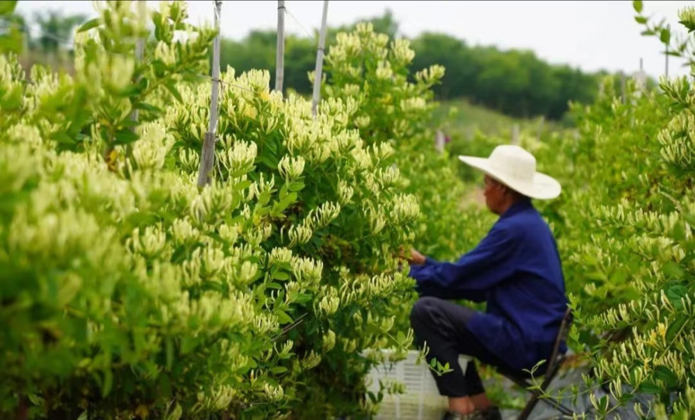 中国三大金银花基地图片