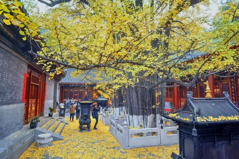 八大处公园大悲寺古银杏现碎金铺地