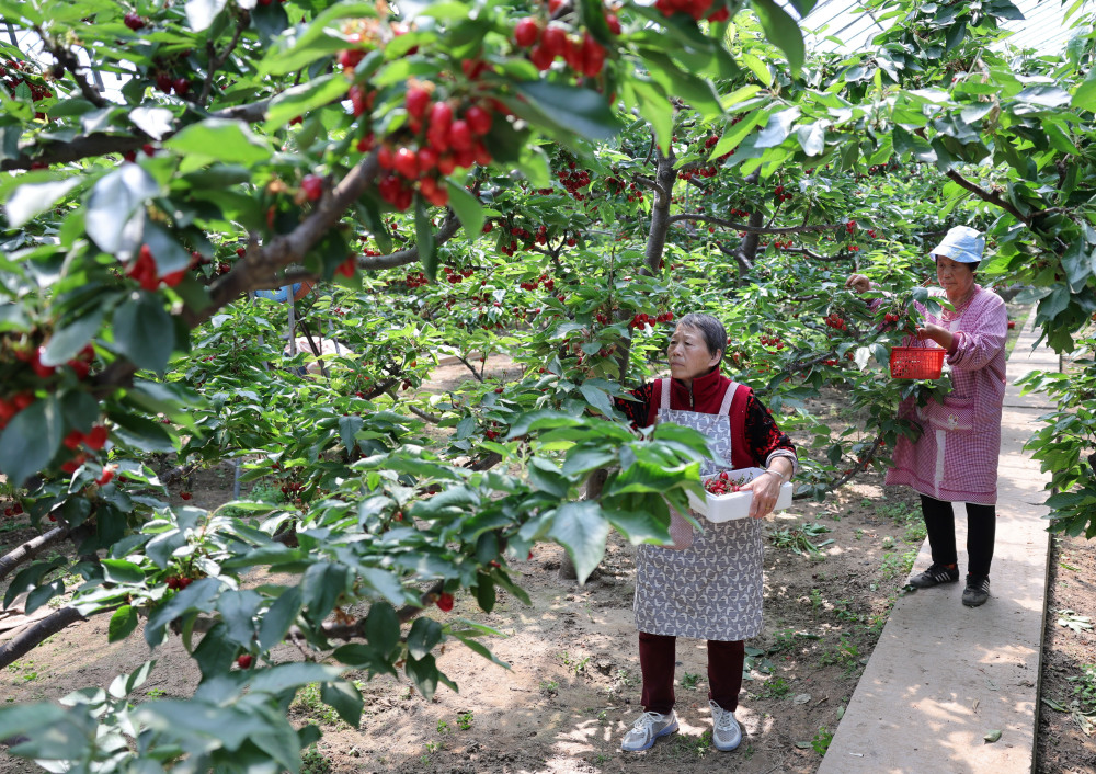 5月8日,河北省晋州市周家庄乡第九生产队的果农在大棚内采摘绿色有机