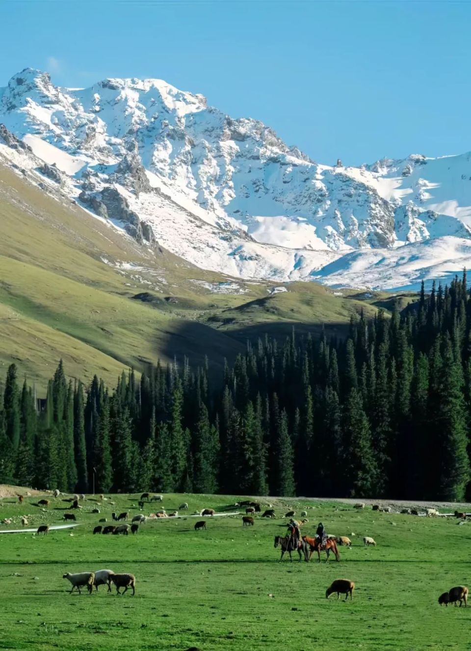 阿勒泰草原的视觉冲击力海拔跨度大,地势起伏明显成就了头顶是茫茫