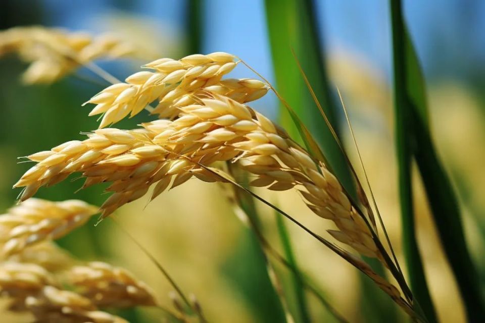 米粉丨晶莹中尽显稻香古韵(一)