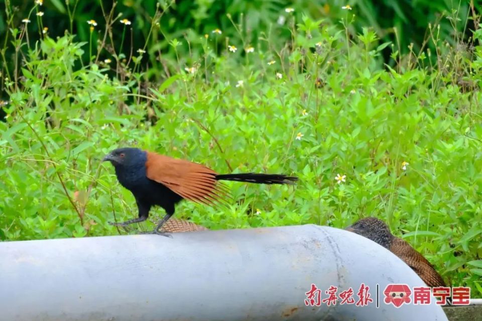 国家二级保护野生动物"红毛鸡"在南宁"安家"