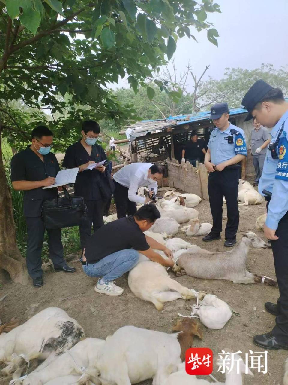 小标的大民生|集体土地被占养羊，执行法官化身“羊倌”转运167只羊_腾讯新闻