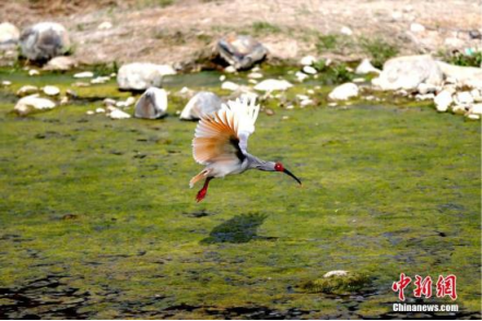 时隔8年，日本确认：归还中国_腾讯新闻