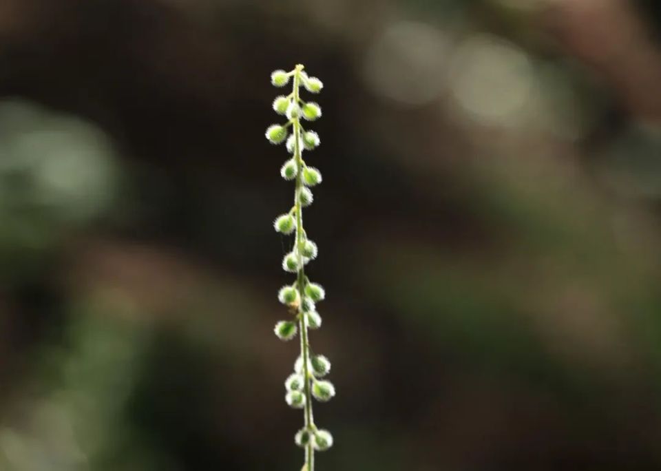 探秘!长白山植物千"种"风情~露珠草
