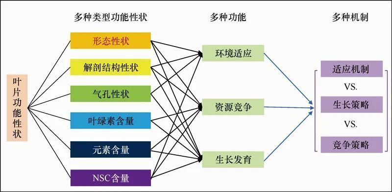 于贵瑞院士和何念鹏研究员团队的新理论框架：植物功能生态学——从
