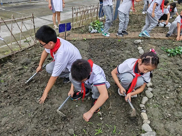 都江堰市聚源小学:让劳动教育为学生的成长赋能