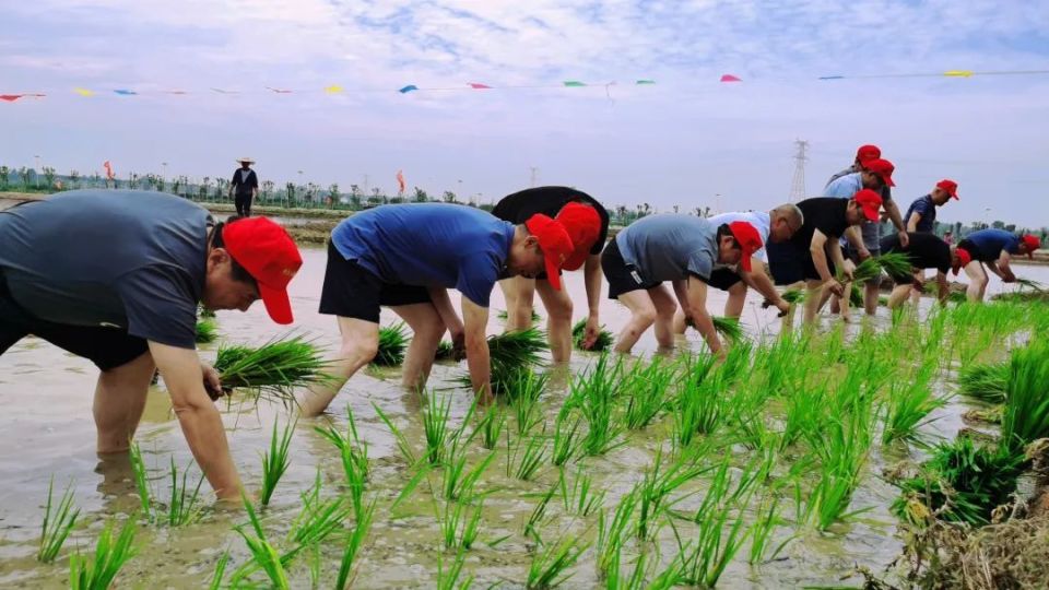 紫薇水稻公园孟夏开犁了