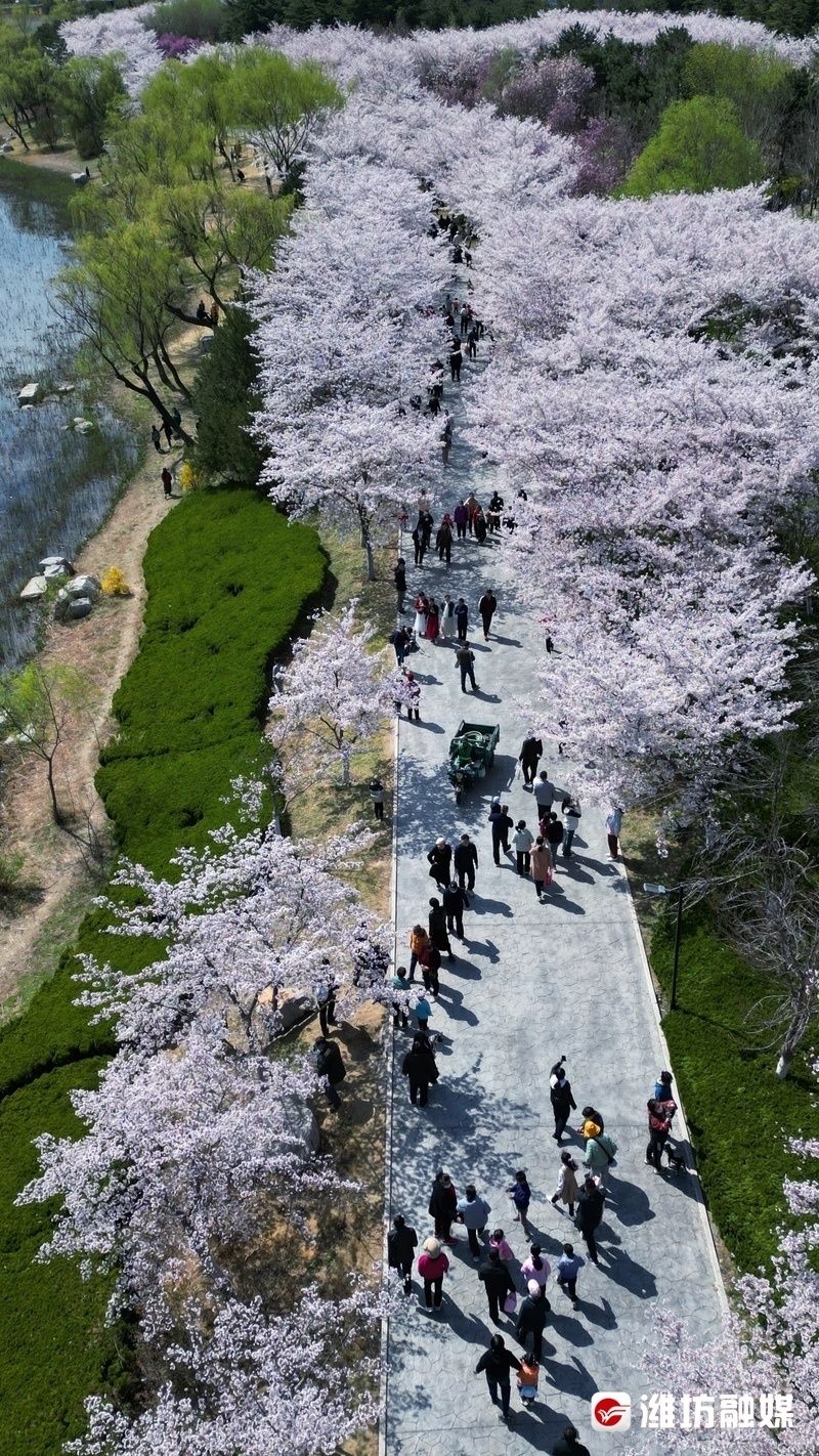 查家湾樱花大道图片