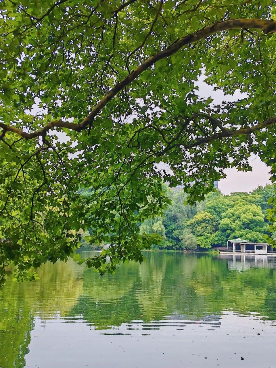 荷花开了!快来天山公园清凉一夏